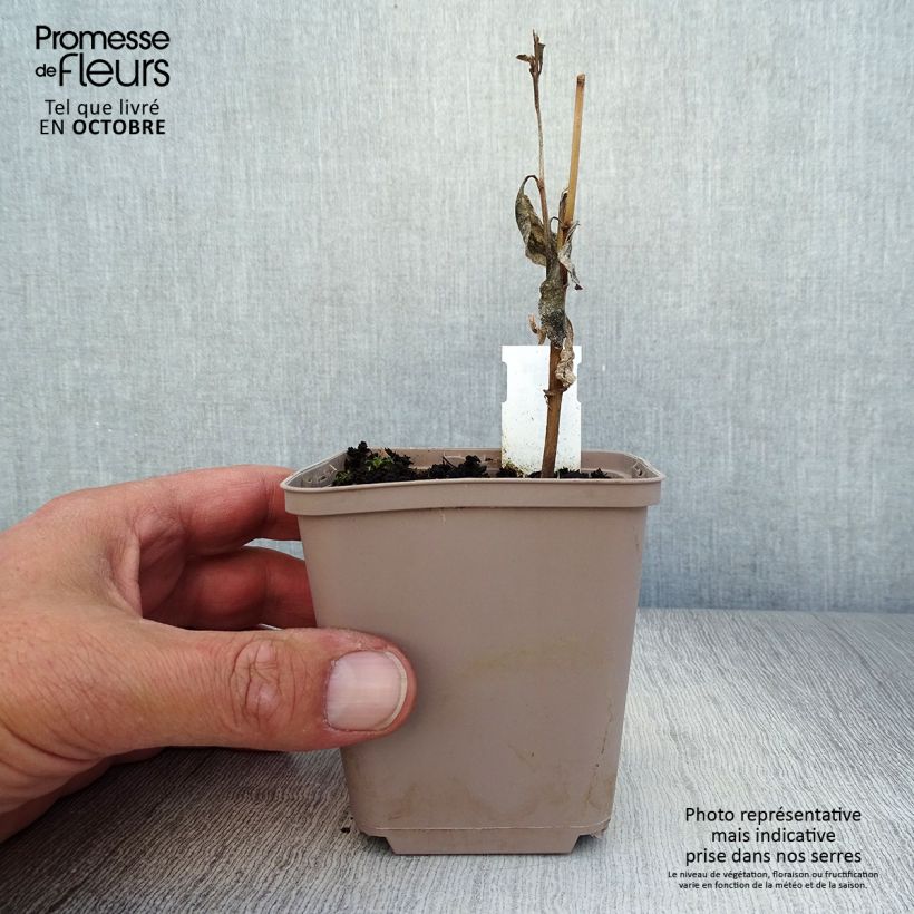Exemplar von Verbesina alternifolia - Wechselständige Verbesina Kleine Töpfe von 8/9 cm wie im Herbst geliefert