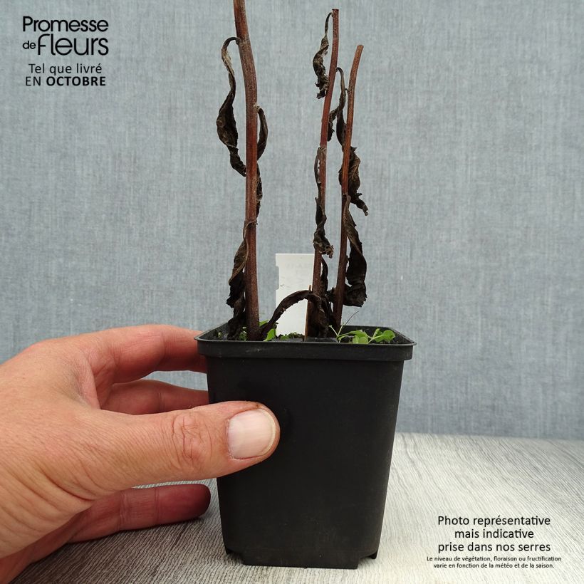 Exemplar von Vernonia crinita var. alba - Scheinaster Kleine Töpfe von 8/9 cm wie im Herbst geliefert