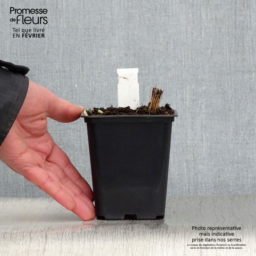 Exemplar von Vernonia crinita var. alba - Scheinaster Kleine Töpfe von 8/9 cm wie im Winter geliefert