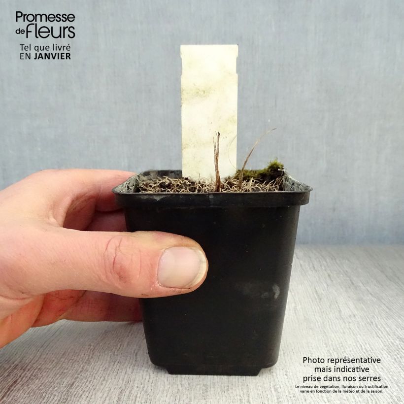 Exemplar von Vernonia crinita Vernonia crinita - Scheinaster Kleine Töpfe von 8/9 cm wie im Winter geliefert