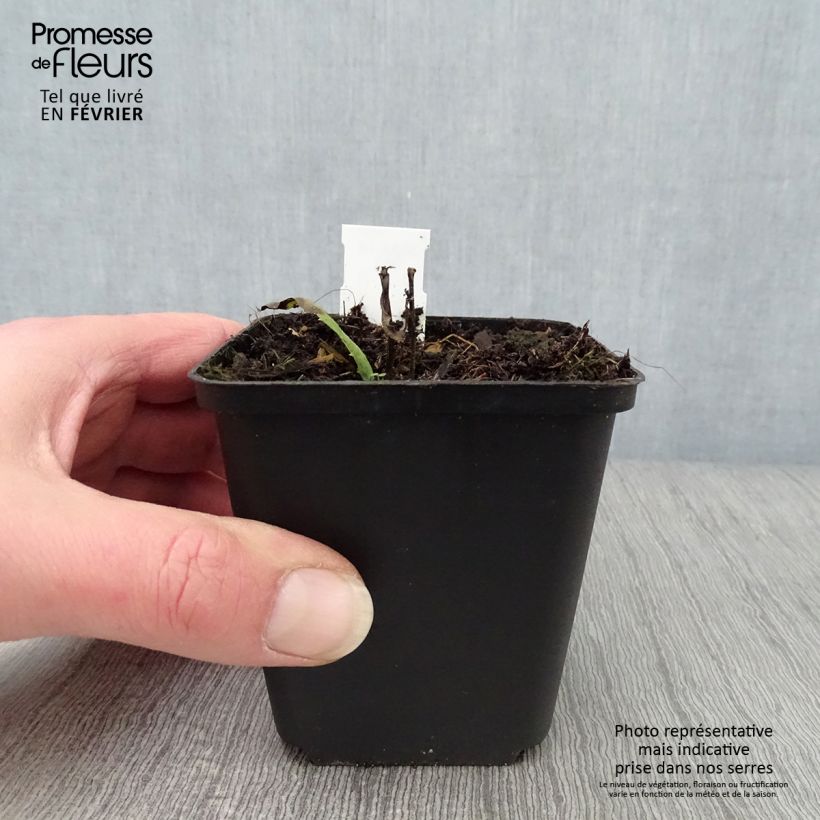 Exemplar von Vernonia crinita Mammuth - Scheinaster Kleine Töpfe von 8/9 cm wie im Winter geliefert