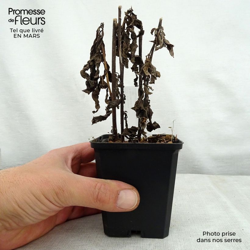 Exemplar von Vernonia noveboracensis White Lightning - Scheinaster Kleine Töpfe von 8/9 cm wie im Frühjahr geliefert