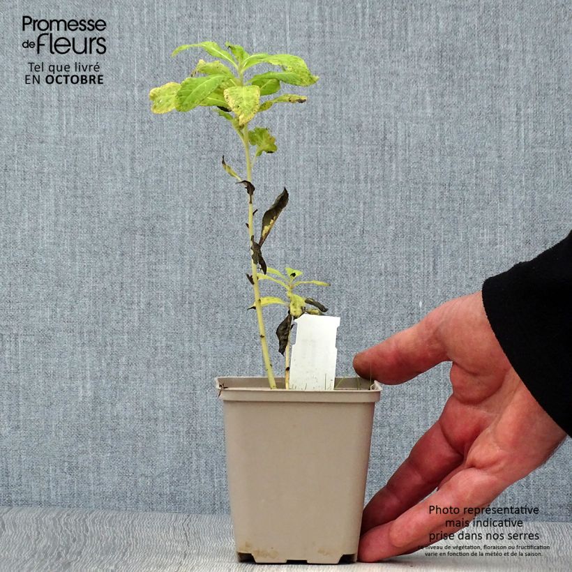 Exemplar von Vernonia noveboracensis White Lightning - Scheinaster Kleine Töpfe von 8/9 cm wie im Herbst geliefert