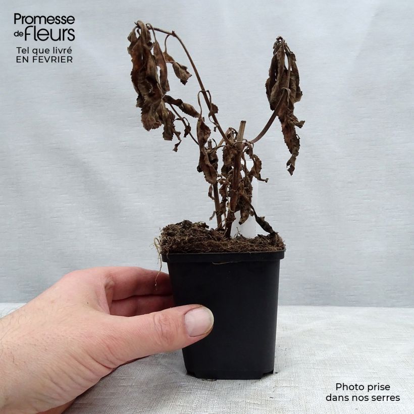 Exemplar von Veronica First Match - Ehrenpreis Kleine Töpfe von 8/9 cm wie im Winter geliefert