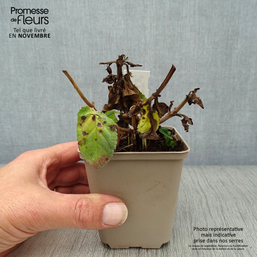 Exemplar von Veronica First Match - Ehrenpreis Kleine Töpfe von 8/9 cm wie im Herbst geliefert