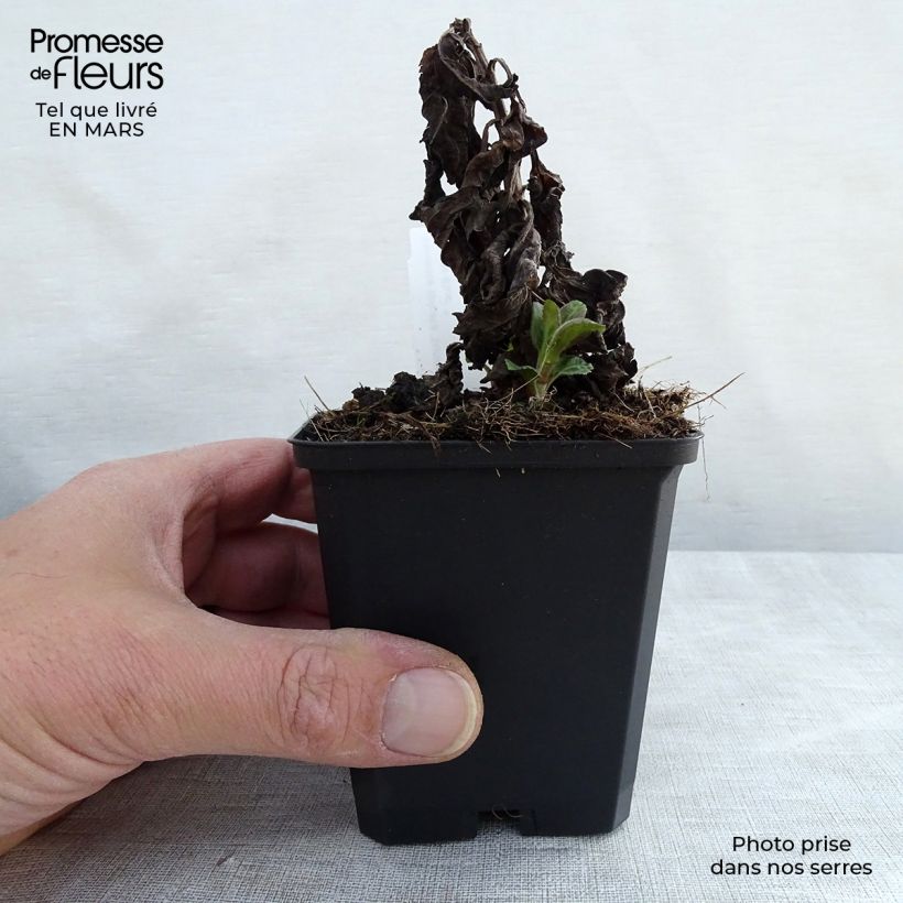 Exemplar von Veronica Sunny Border Blue - Ehrenpreis Kleine Töpfe von 8/9 cm wie im Winter geliefert