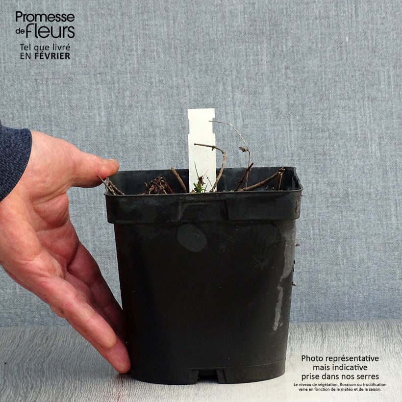 Exemplar von Veronica austriaca Royal Blue - Österreichischer Ehrenpreis Topf mit 2L/3L wie im Winter geliefert