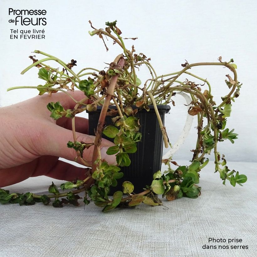 Exemplar von Veronica beccabunga - Bachbunge Kleine Töpfe von 8/9 cm wie im Winter geliefert