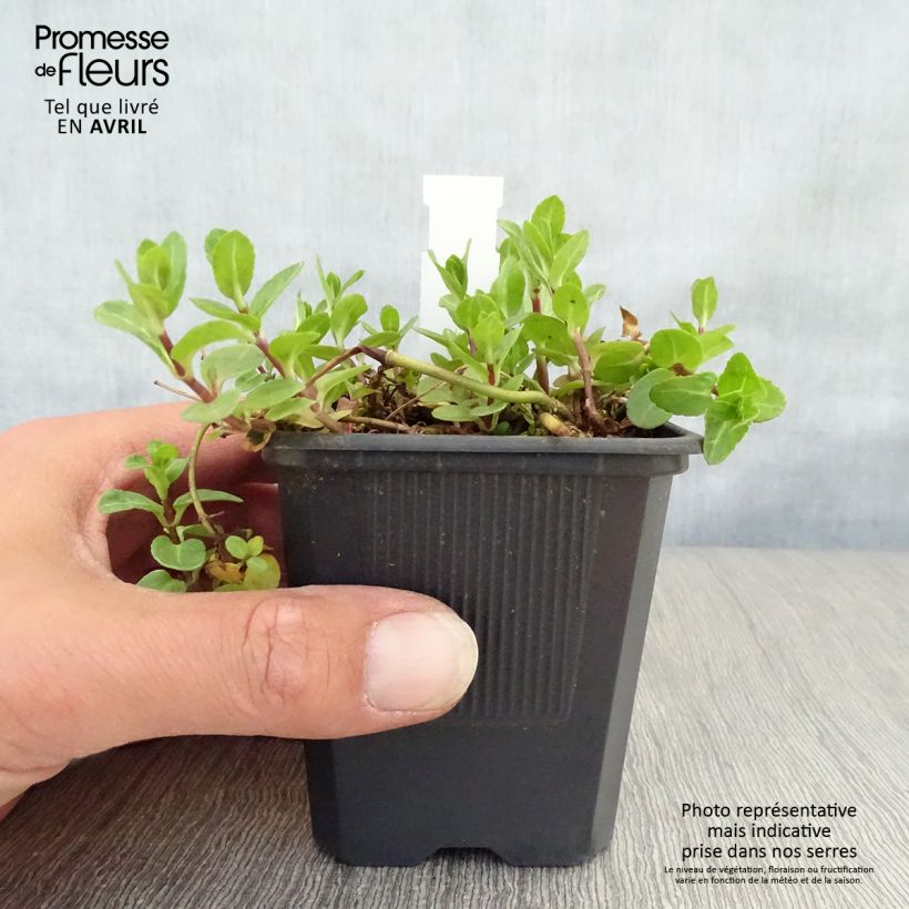 Exemplar von Veronica beccabunga - Bachbunge Kleine Töpfe von 8/9 cm wie im Frühjahr geliefert