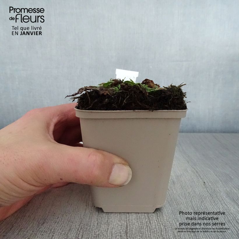 Exemplar von Veronica gentianoides Variegata - Enzianblättriger Ehrenpreis Kleine Töpfe von 8/9 cm wie im Winter geliefert