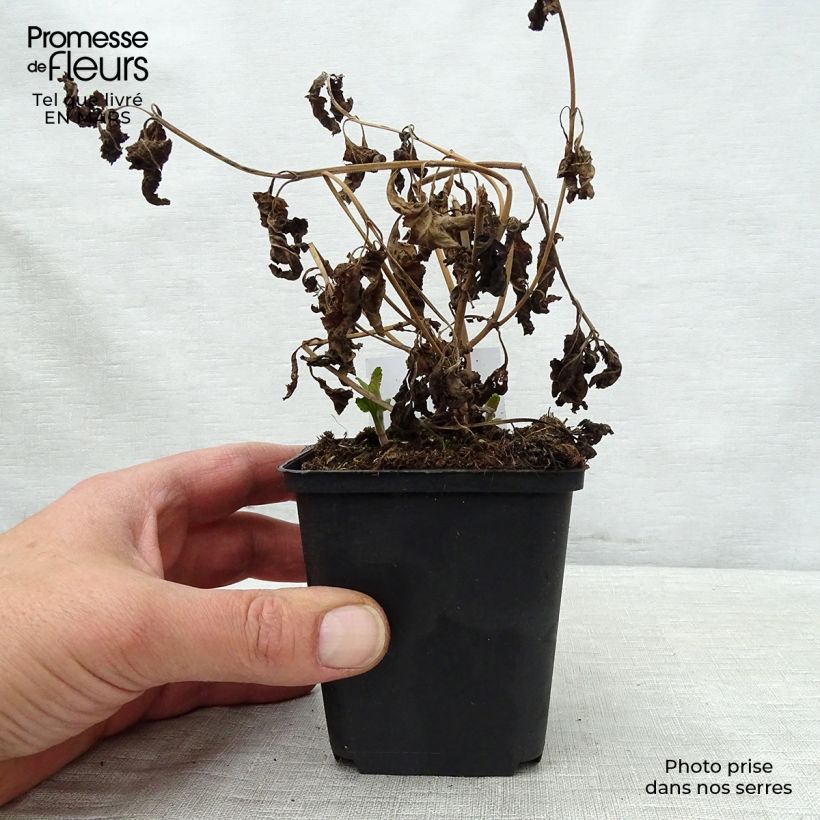 Exemplar von Langblättriger Ehrenpreis Blauriesin - Veronica longifolia Kleine Töpfe von 8/9 cm wie im Frühjahr geliefert