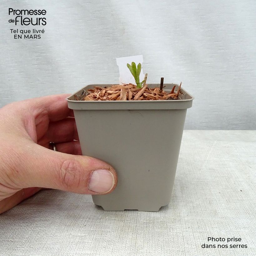 Exemplar von Langblättriger Ehrenpreis Candied Candle - Veronica longifolia Kleine Töpfe von 8/9 cm wie im Frühjahr geliefert