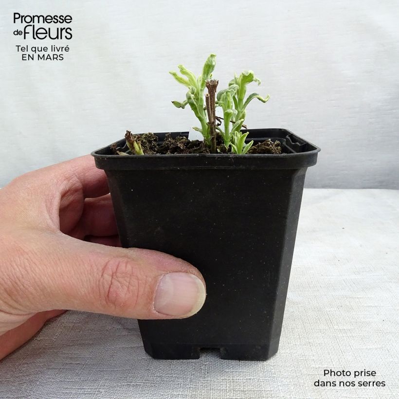 Exemplar von Langblättriger Ehrenpreis Charlotte - Veronica longifolia Kleine Töpfe von 8/9 cm wie im Winter geliefert