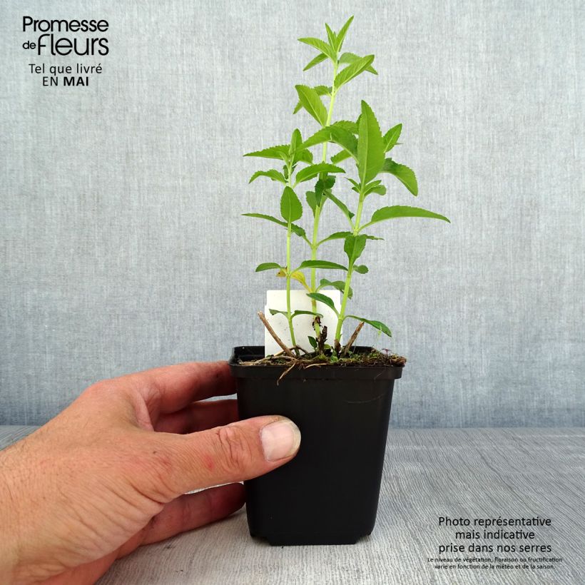 Exemplar von Langblättriger Ehrenpreis First Lady - Veronica longifolia Kleine Töpfe von 8/9 cm wie im Frühjahr geliefert