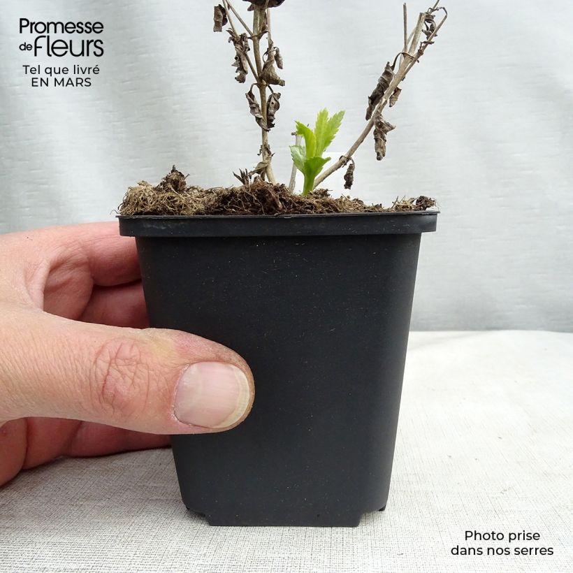 Exemplar von Langblättriger Ehrenpreis Lila Karina - Veronica longifolia Kleine Töpfe von 8/9 cm wie im Winter geliefert