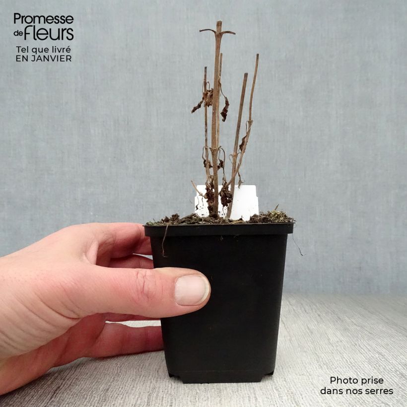 Exemplar von Langblättriger Ehrenpreis Marietta - Veronica longifolia Kleine Töpfe von 8/9 cm wie im Winter geliefert