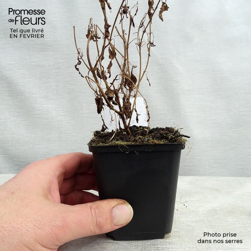 Exemplar von Langblättriger Ehrenpreis Schneeriesin - Veronica longifolia Kleine Töpfe von 8/9 cm wie im Winter geliefert