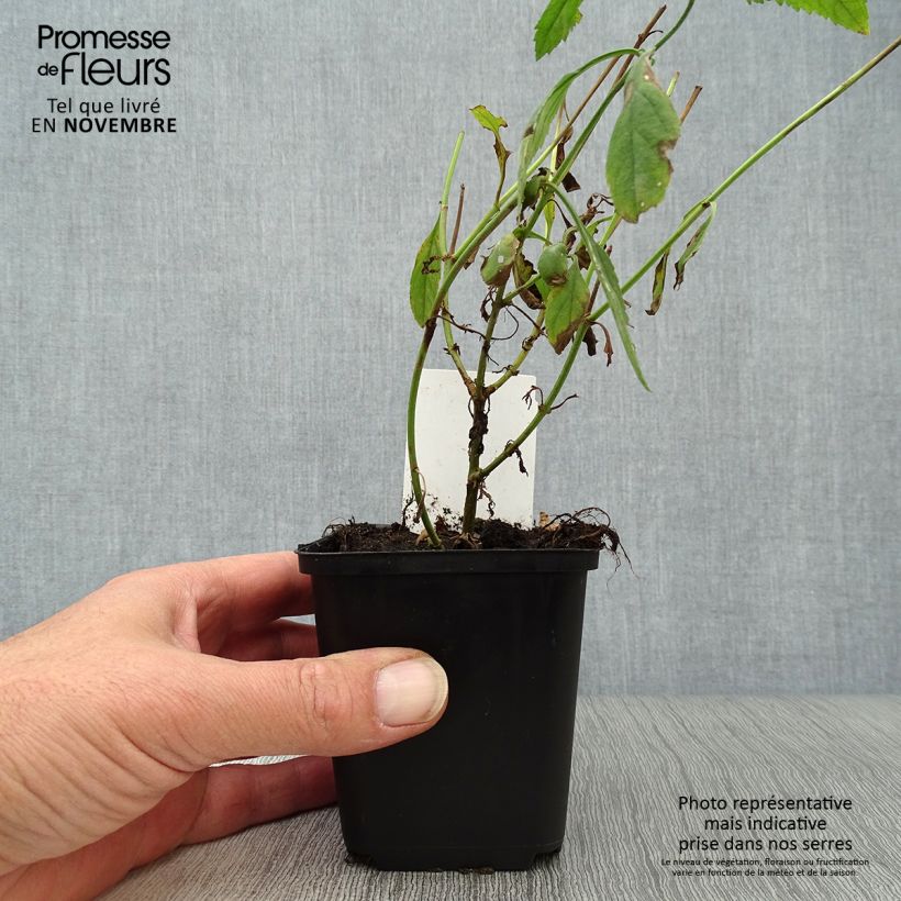 Exemplar von Langblättriger Ehrenpreis Schneeriesin - Veronica longifolia Kleine Töpfe von 8/9 cm wie im Herbst geliefert