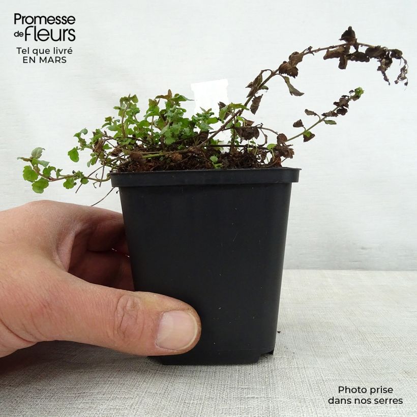 Exemplar von Ehrenpreis Madame Mercier - Veronica petraea Kleine Töpfe von 8/9 cm wie im Frühjahr geliefert