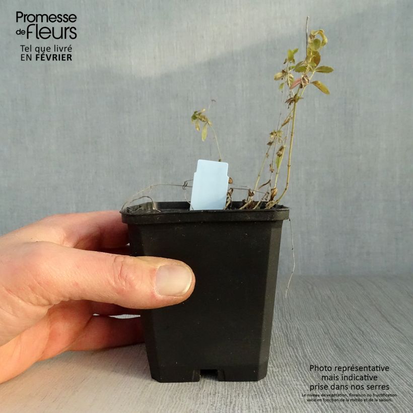 Exemplar von Niederliegender Ehrenpreis - Veronica prostrata Kleine Töpfe von 8/9 cm wie im Winter geliefert