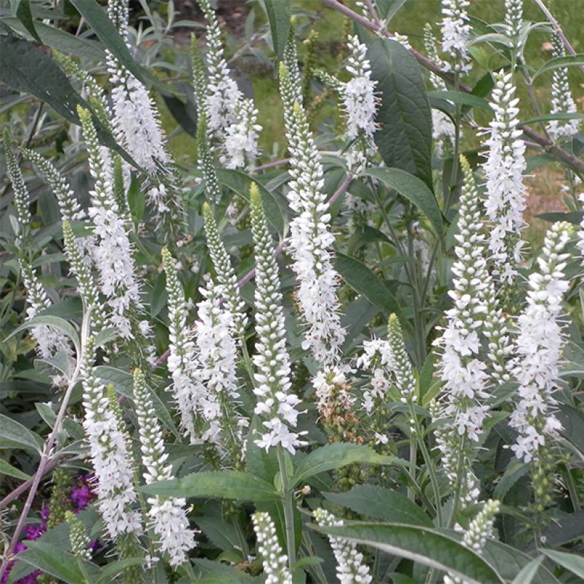 Ähriger Ehrenpreis Alba - Veronica spicata (Blüte)