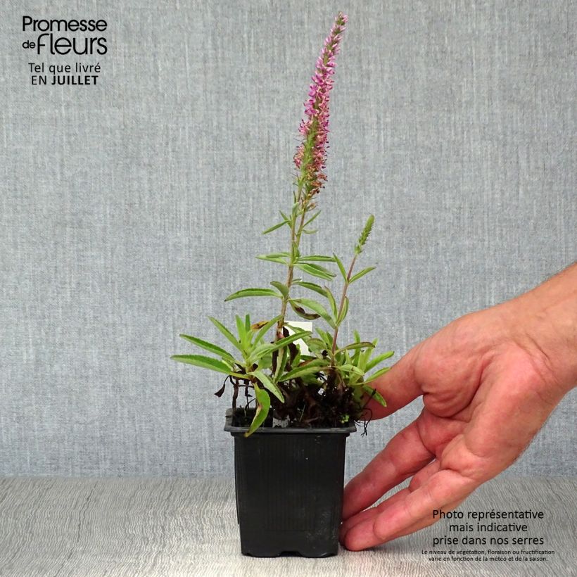Exemplar von Ähriger Ehrenpreis Barcarolle - Veronica spicata Kleine Töpfe von 8/9 cm wie im Sommer geliefert