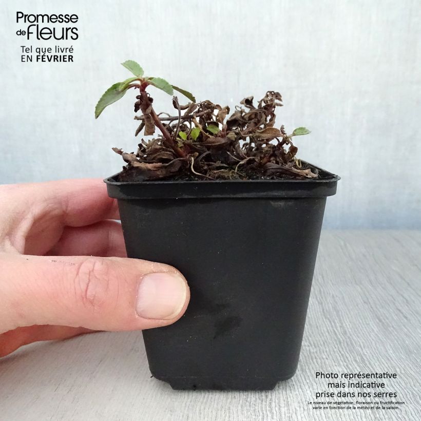 Exemplar von Ähriger Ehrenpreis Barcarolle - Veronica spicata Kleine Töpfe von 8/9 cm wie im Winter geliefert