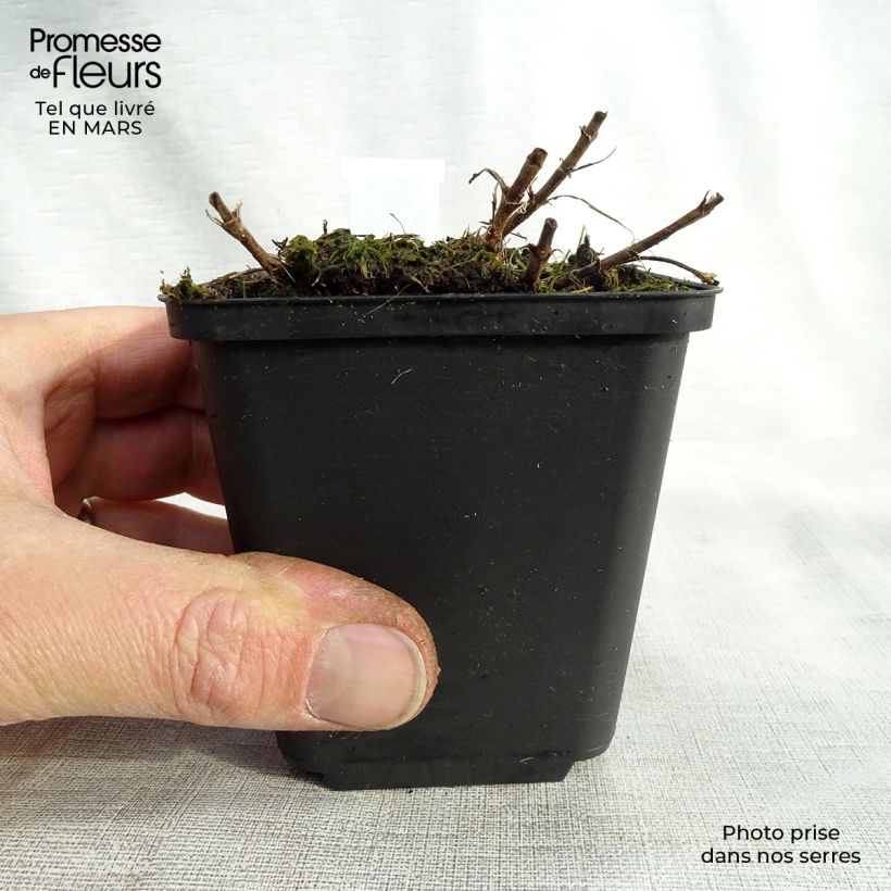 Exemplar von Ähriger Ehrenpreis Barcarolle - Veronica spicata Kleine Töpfe von 8/9 cm wie im Frühjahr geliefert