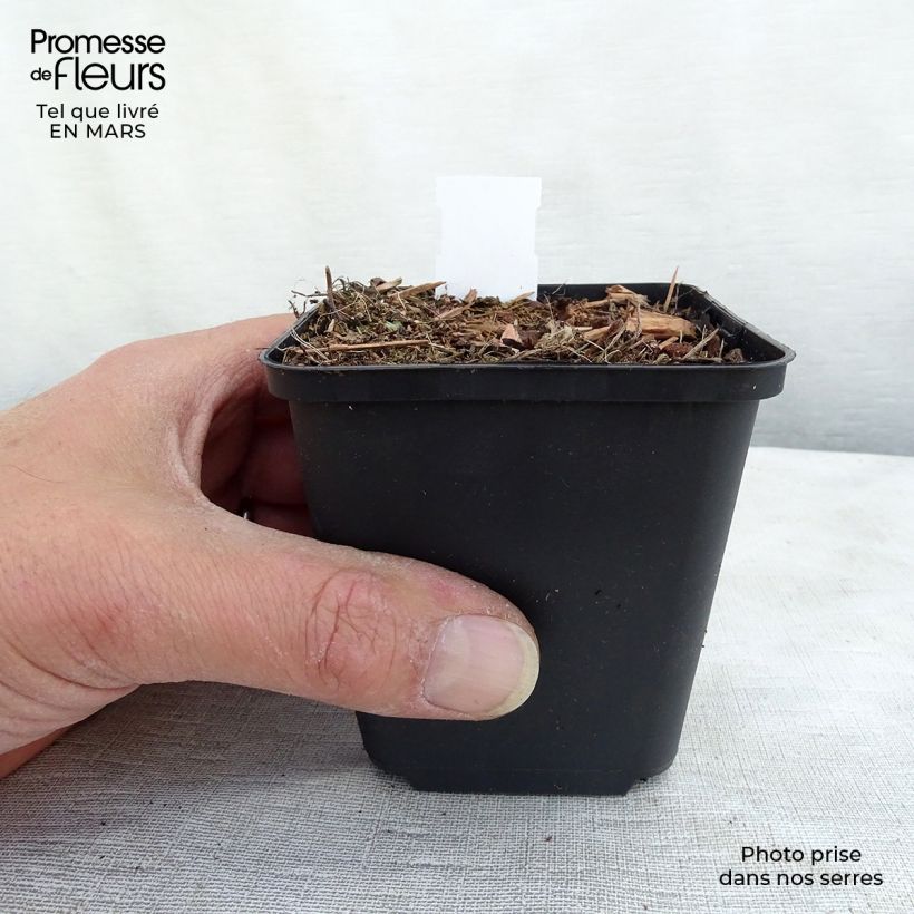 Exemplar von Ähriger Ehrenpreis Erika - Veronica spicata Kleine Töpfe von 8/9 cm wie im Winter geliefert