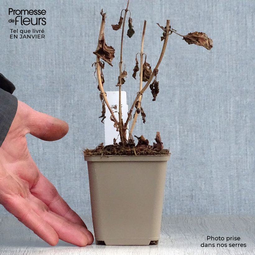 Exemplar von Veronica First Love - Ehrenpreis Kleine Töpfe von 8/9 cm wie im Winter geliefert