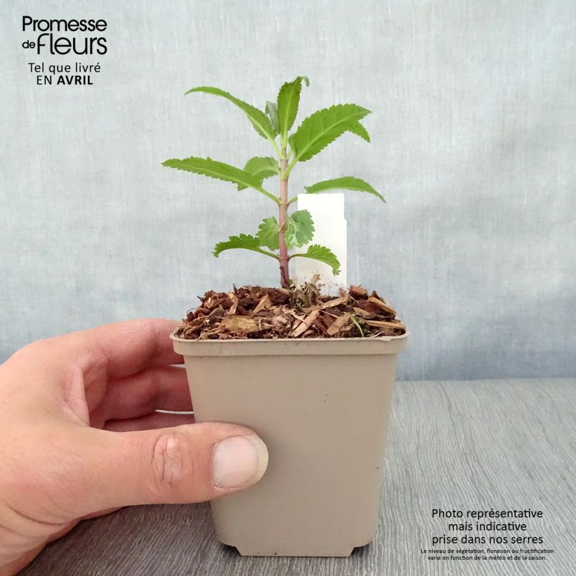 Exemplar von Veronica First Love - Ehrenpreis Kleine Töpfe von 8/9 cm wie im Frühjahr geliefert