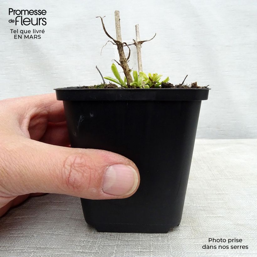 Exemplar von Ähriger Ehrenpreis Icicle - Veronica spicata Kleine Töpfe von 8/9 cm wie im Winter geliefert