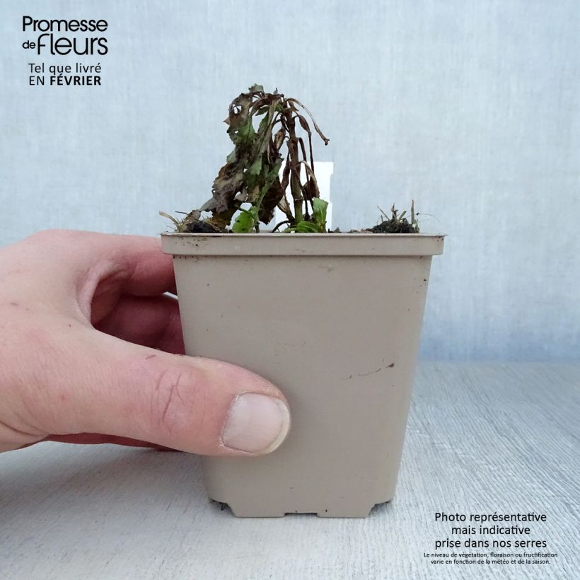 Exemplar von Ähriger Ehrenpreis Rotfuchs - Veronica spicata Kleine Töpfe von 8/9 cm wie im Winter geliefert