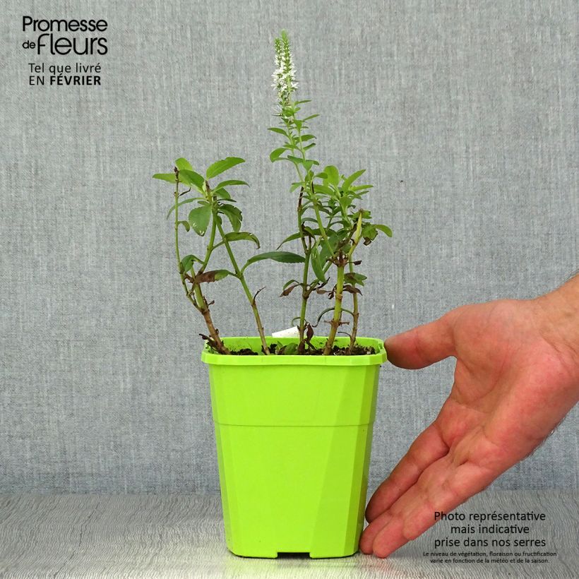 Exemplar von Ähriger Ehrenpreis Royal Candles - Veronica spicata Kleine Töpfe von 8/9 cm wie im Herbst geliefert