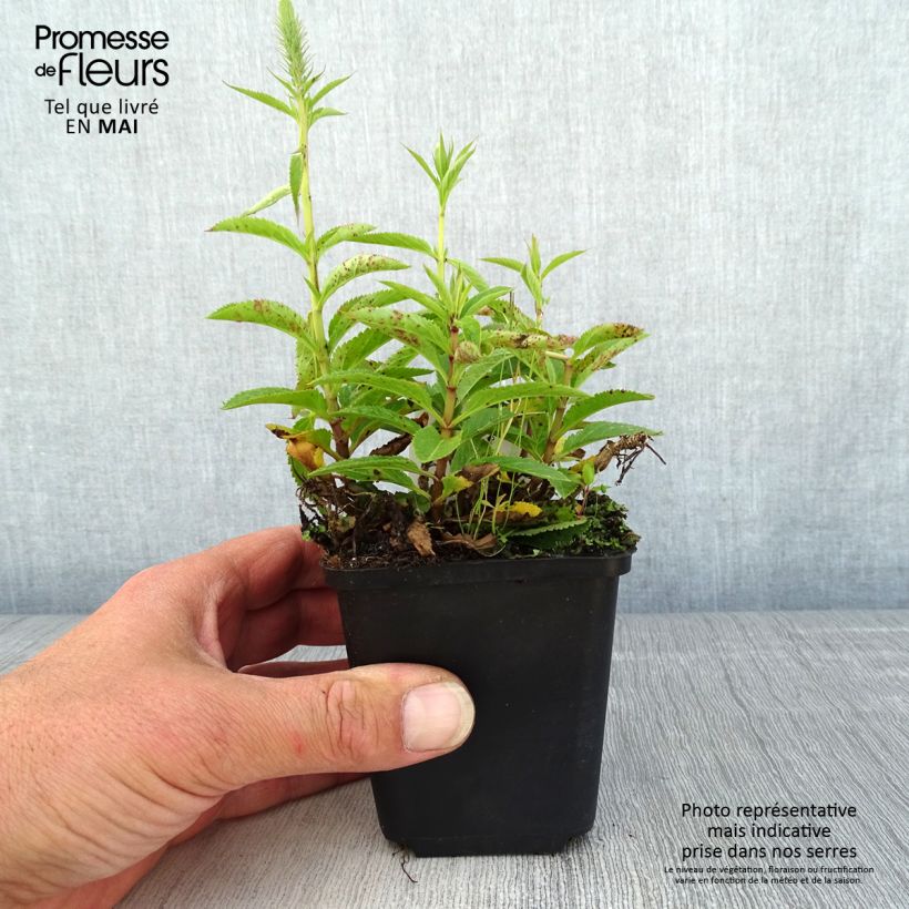 Exemplar von Ähriger Ehrenpreis Ulster Blue Dwarf - Veronica spicata Kleine Töpfe von 8/9 cm wie im Frühjahr geliefert