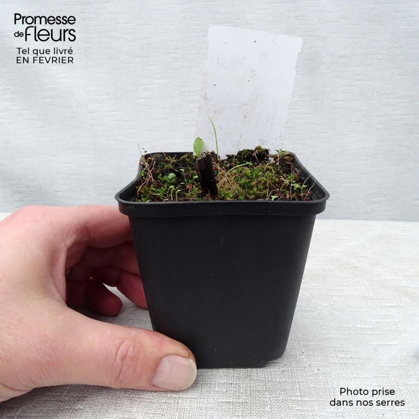 Exemplar von Veronicastrum sibiricum - Sibirischer Ehrenpreis Kleine Töpfe von 8/9 cm wie im Winter geliefert