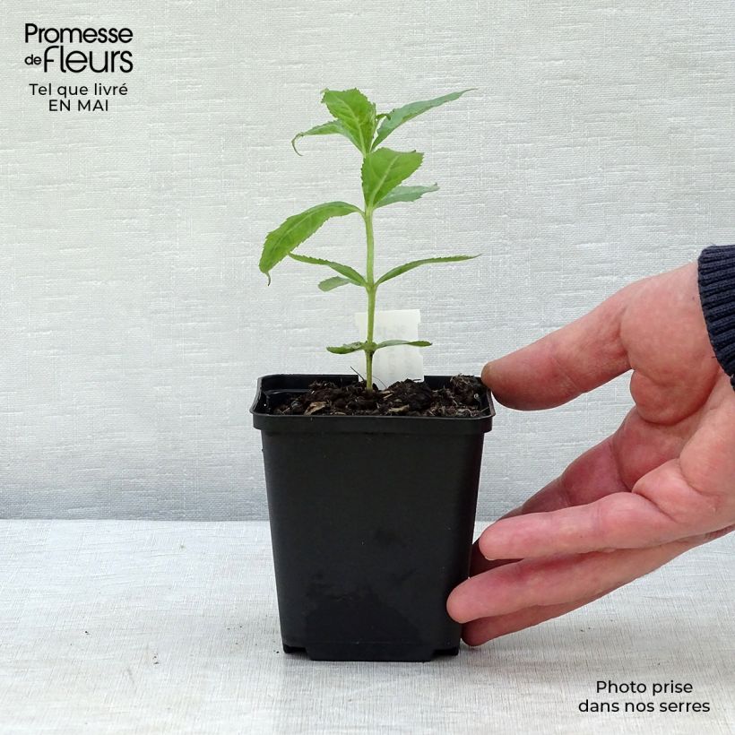 Exemplar von Veronicastrum sibiricum - Sibirischer Ehrenpreis Kleine Töpfe von 8/9 cm wie im Frühjahr geliefert