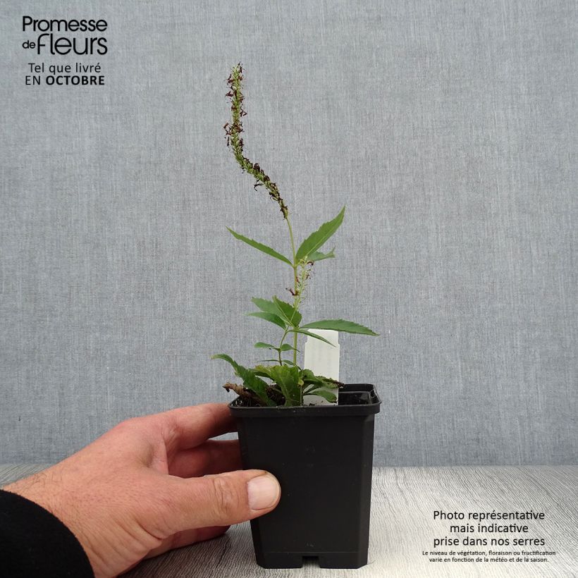 Exemplar von Veronicastrum virginicum Adoration - Virginischer Arzneiehrenpreis Kleine Töpfe von 8/9 cm wie im Herbst geliefert