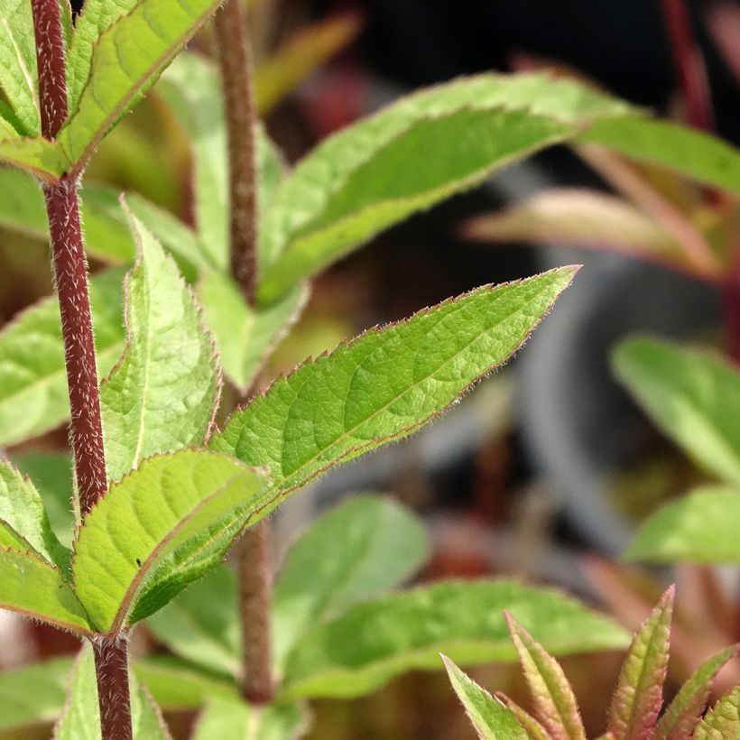 Veronicastrum virginicum Adoration - Virginischer Arzneiehrenpreis (Laub)