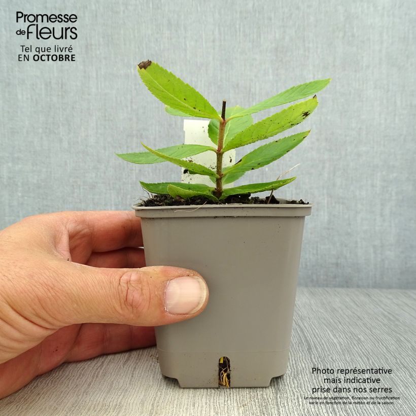 Exemplar von Veronicastrum virginicum Challenger - Virginischer Arzneiehrenpreis Kleine Töpfe von 8/9 cm wie im Herbst geliefert