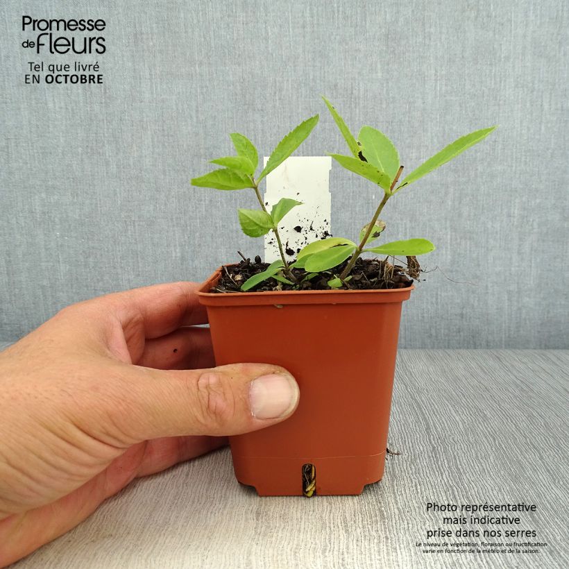 Exemplar von Veronicastrum virginicum Diane - Virginischer Arzneiehrenpreis Kleine Töpfe von 8/9 cm wie im Herbst geliefert