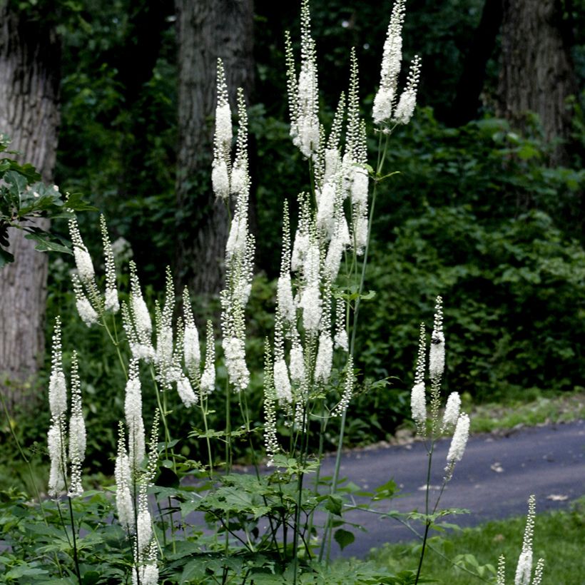 Veronicastrum virginicum Diane - Virginischer Arzneiehrenpreis (Hafen)
