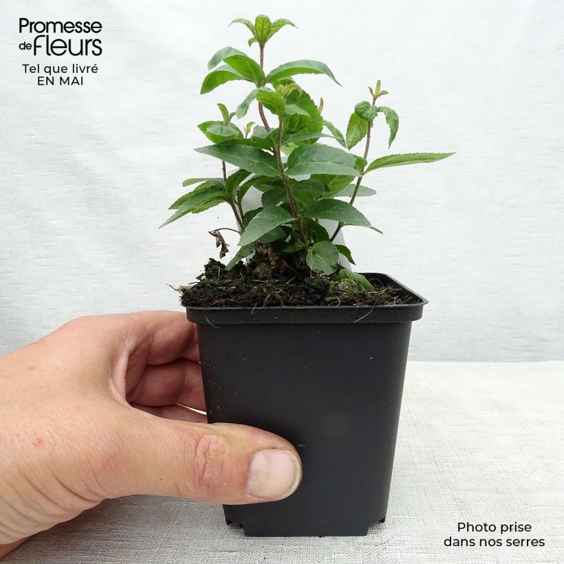 Exemplar von Veronicastrum virginicum Erica - Virginischer Arzneiehrenpreis Kleine Töpfe von 8/9 cm wie im Frühjahr geliefert