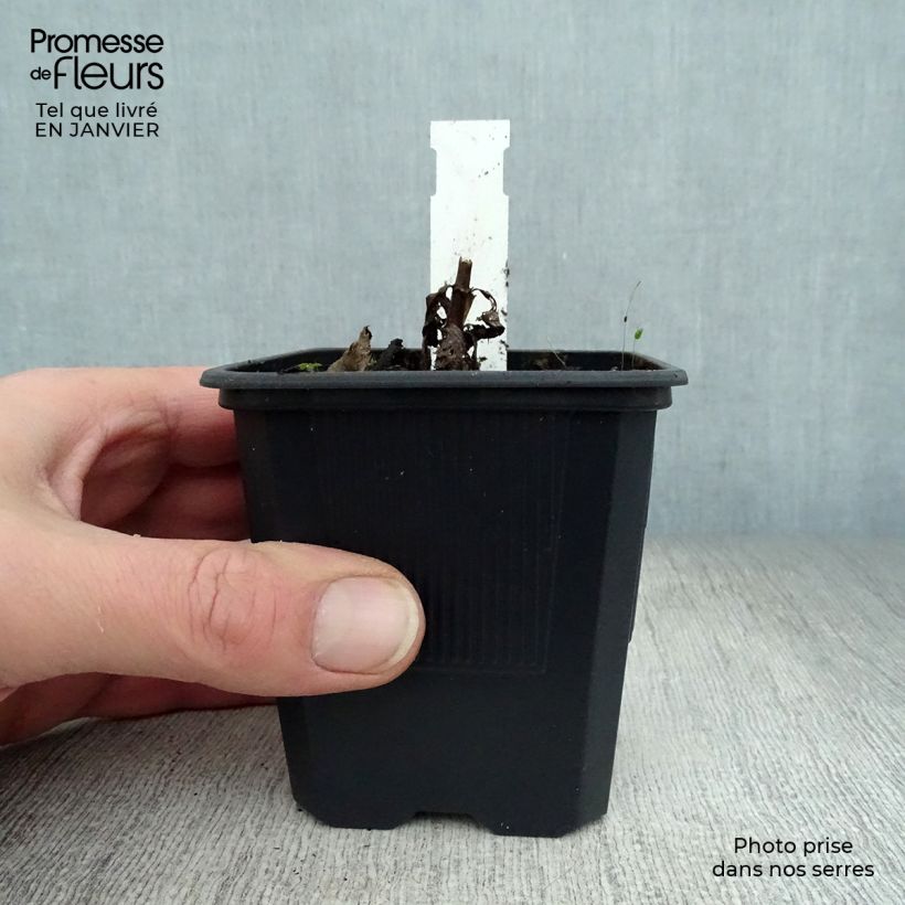 Exemplar von Veronicastrum virginicum Erica - Virginischer Arzneiehrenpreis Kleine Töpfe von 8/9 cm wie im Winter geliefert