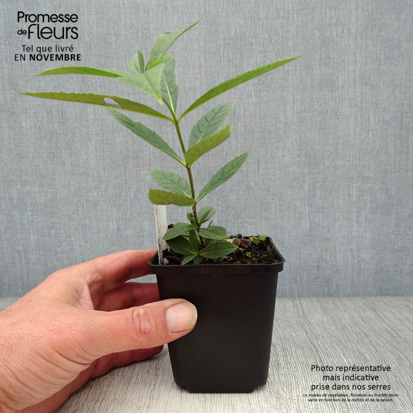 Exemplar von Veronicastrum virginicum Fascination - Virginischer Arzneiehrenpreis Kleine Töpfe von 8/9 cm wie im Herbst geliefert