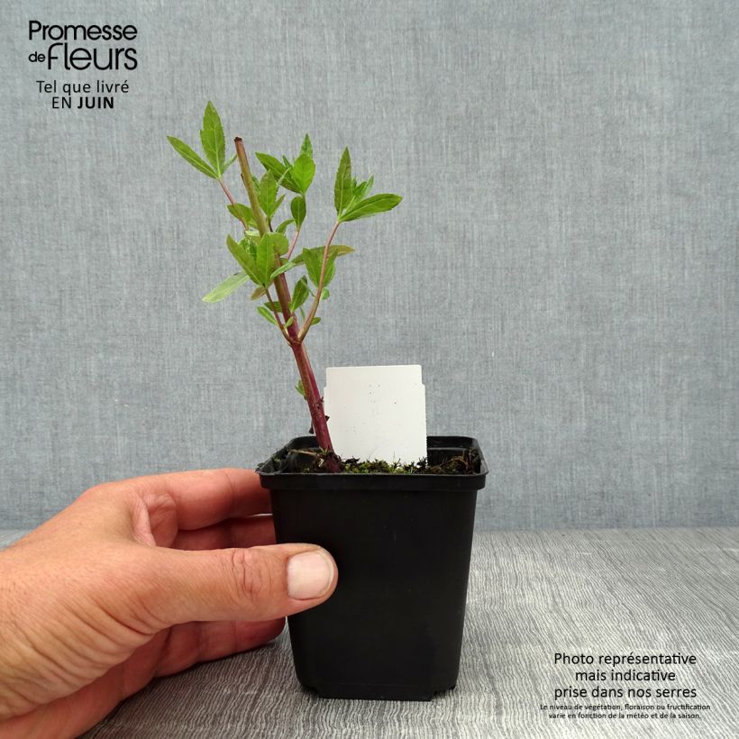 Exemplar von Veronicastrum virginicum Fascination - Virginischer Arzneiehrenpreis Kleine Töpfe von 8/9 cm wie im Sommer geliefert