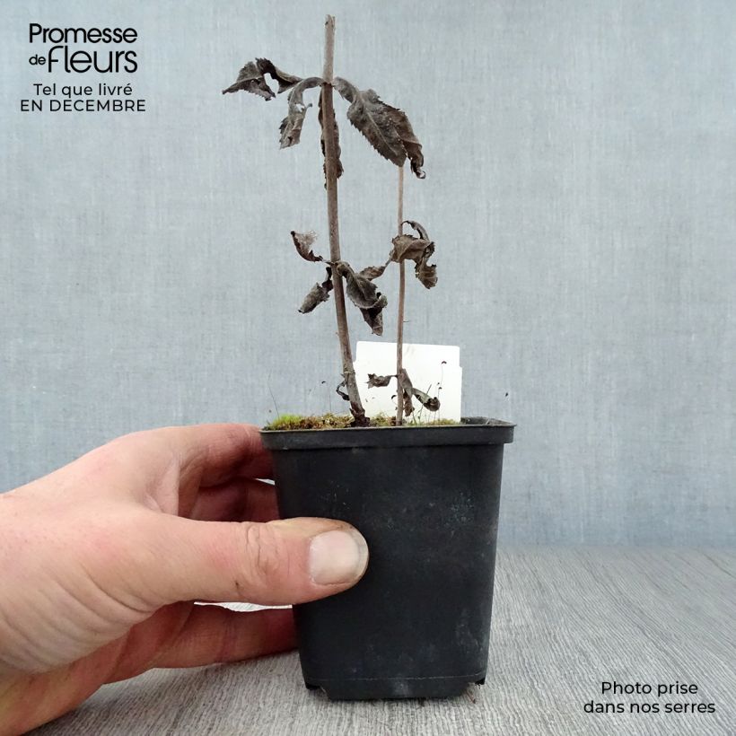 Exemplar von Veronicastrum virginicum Fascination - Virginischer Arzneiehrenpreis Kleine Töpfe von 8/9 cm wie im Winter geliefert