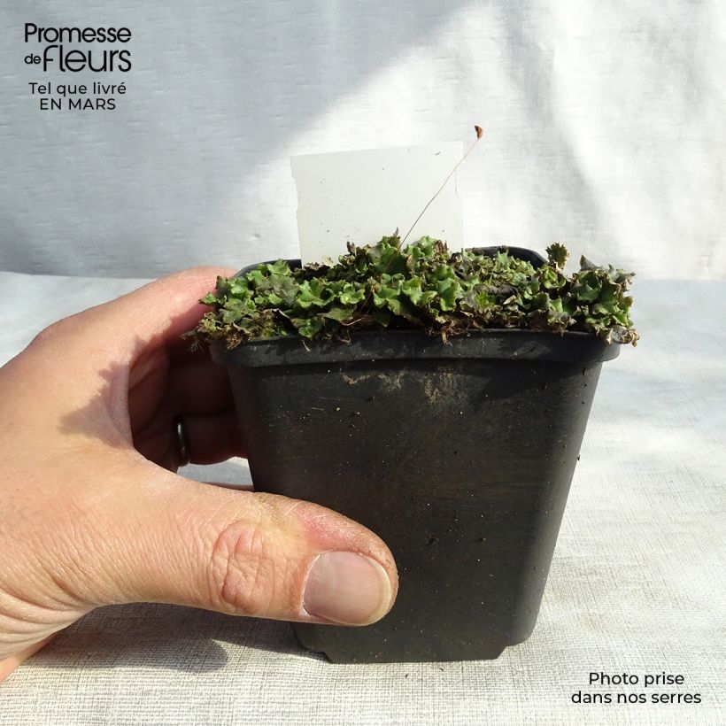 Exemplar von Veronicastrum virginicum Green Tip - Virginischer Arzneiehrenpreis Kleine Töpfe von 8/9 cm wie im Frühjahr geliefert