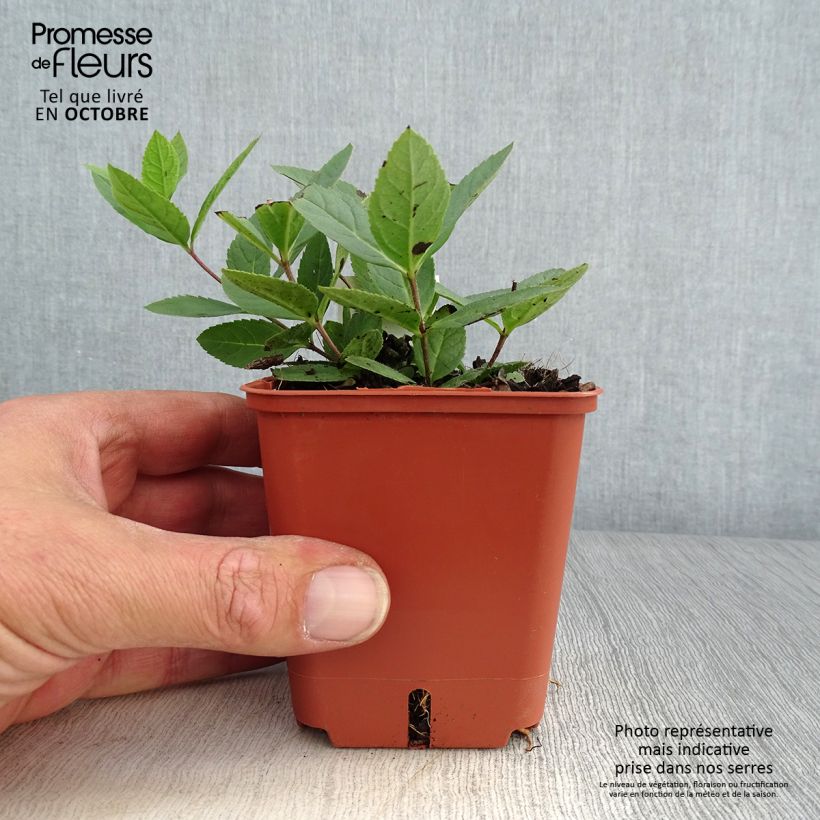 Exemplar von Veronicastrum virginicum Kleine Erika - Virginischer Arzneiehrenpreis Kleine Töpfe von 8/9 cm wie im Herbst geliefert