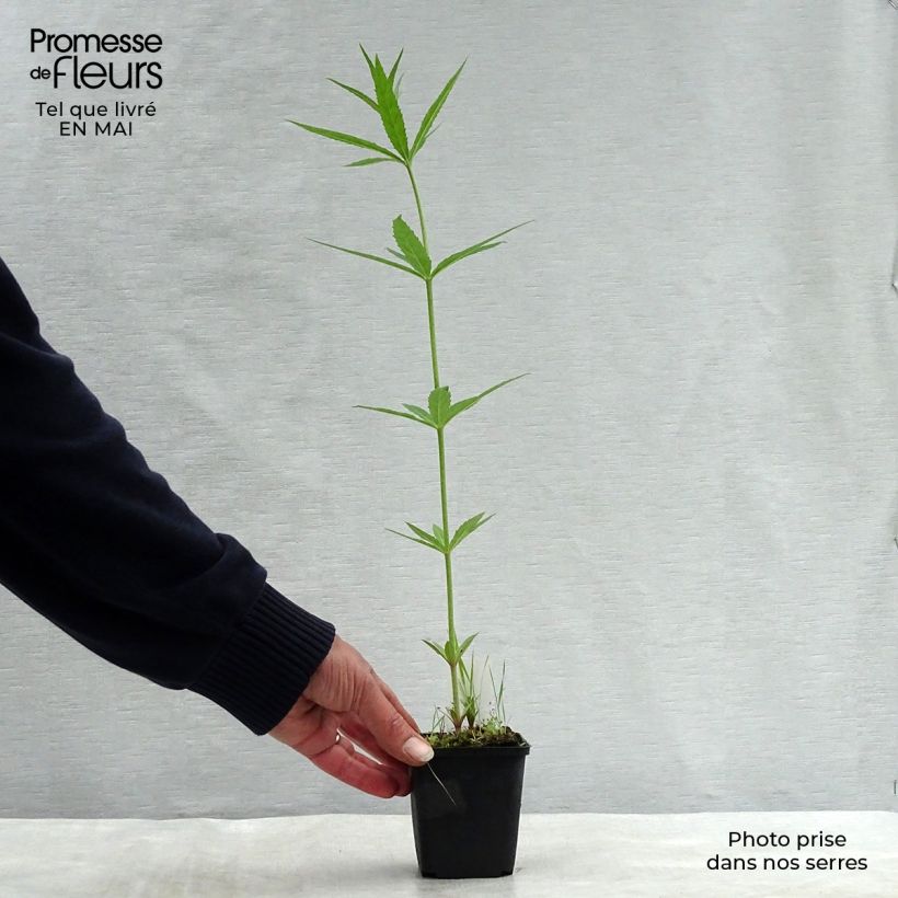 Exemplar von Veronicastrum virginicum Lavendelturm - Virginischer Arzneiehrenpreis Kleine Töpfe von 8/9 cm wie im Frühjahr geliefert